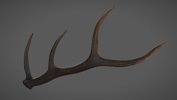 Roe horn - commercial use #04 - Texturing.xyz