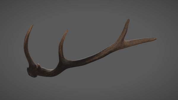 Roe horn - commercial use #03 - Texturing.xyz