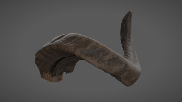 Ram horn - commercial use #07 - Texturing.xyz