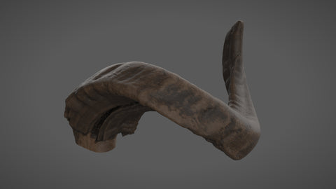 Ram horn - commercial use #07 - Texturing.xyz