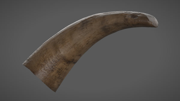 Cow horn - commercial use #10 - Texturing.xyz