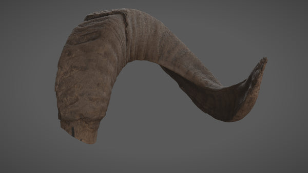 Ram horn - commercial use #08 - Texturing.xyz