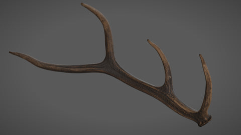 Roe horn - commercial use #04 - Texturing.xyz