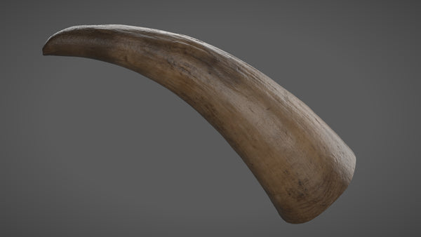 Cow horn - commercial use #10 - Texturing.xyz