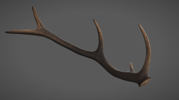 Roe horn - commercial use #03 - Texturing.xyz
