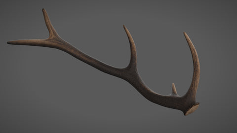 Roe horn - commercial use #03 - Texturing.xyz