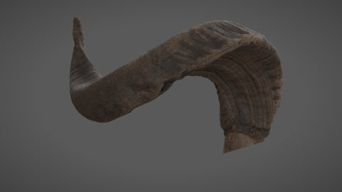 Ram horn - commercial use #08 - Texturing.xyz