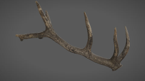 Deer horn #01 - Texturing.xyz