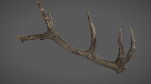 Bundle horns - commercial use #01 - Texturing.xyz