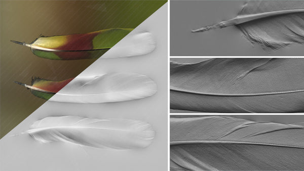 Feather - commercial use #01 - Texturing.xyz
