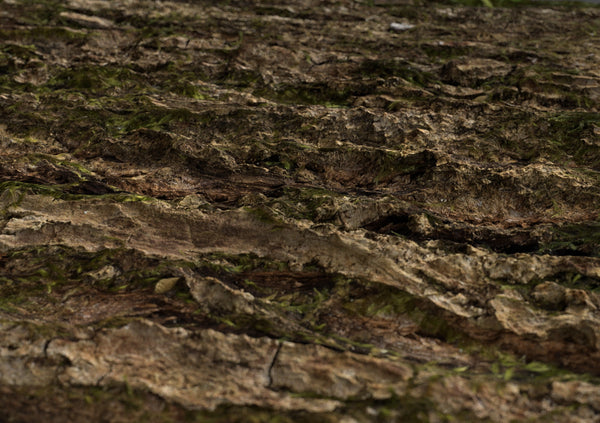 American walnut bark #02 - Texturing.xyz