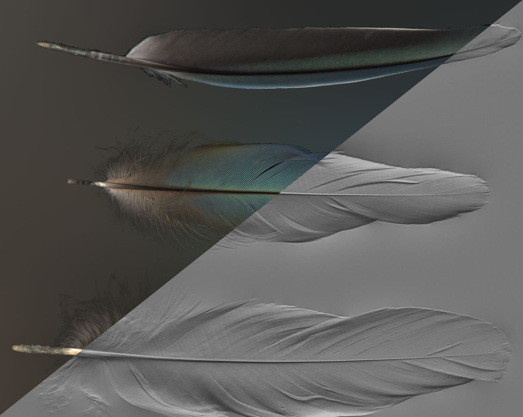Feather #02 – Texturing.xyz