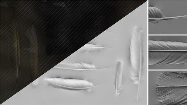 Feather - commercial use #04 - Texturing.xyz