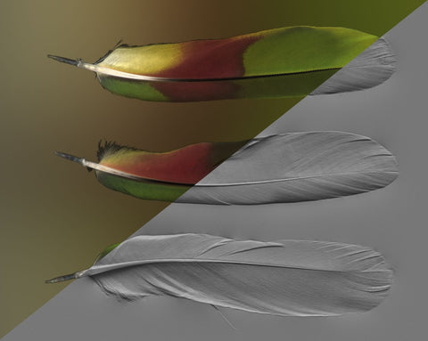 Feather #01 - Texturing.xyz