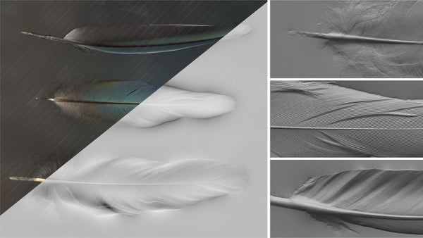 Feather - commercial use #02 - Texturing.xyz