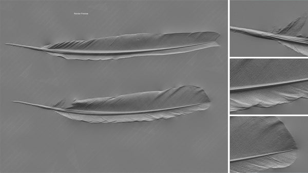 Feather - commercial use #03 - Texturing.xyz