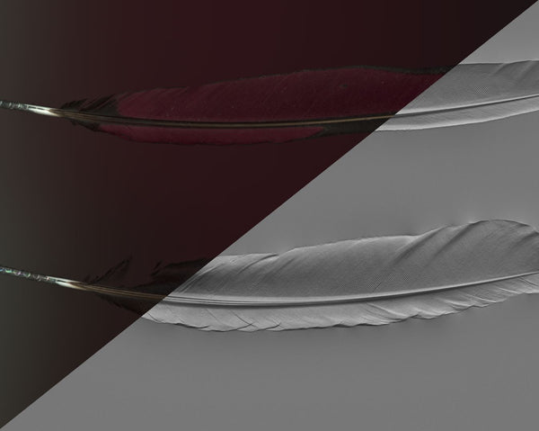 Feather - commercial use #03 - Texturing.xyz
