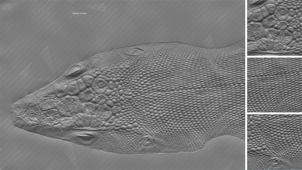Lizard head - commercial use #01 - Texturing.xyz