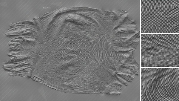 Iguana body - commercial use #02 - Texturing.xyz