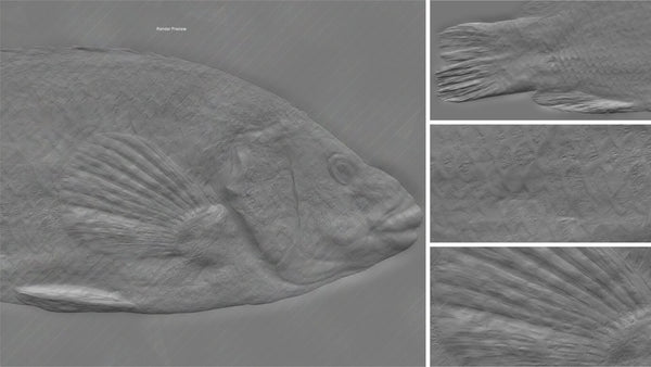Fish vieille - commercial use #02 - Texturing.xyz