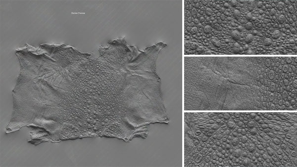 Frog - commercial use #05 - Texturing.xyz