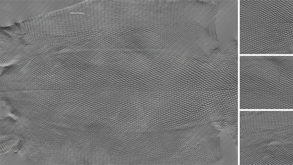 Lizard back - commercial use #01 - Texturing.xyz