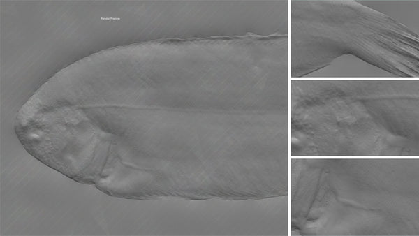 Fish sole - commercial use #03 - Texturing.xyz