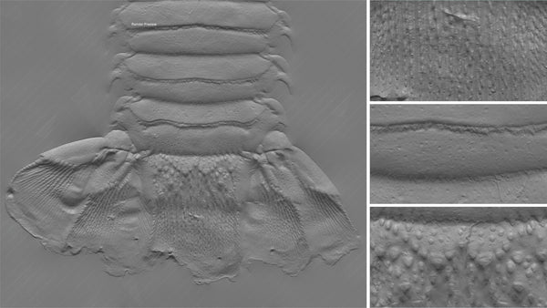 Homarus tail - commercial use #01 - Texturing.xyz