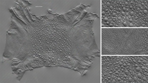Frog - commercial use #06 - Texturing.xyz