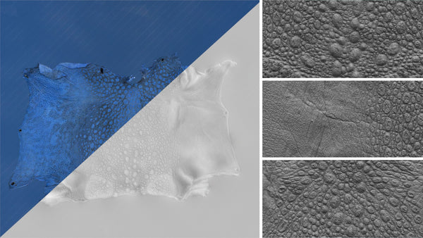 Frog - commercial use #05 - Texturing.xyz
