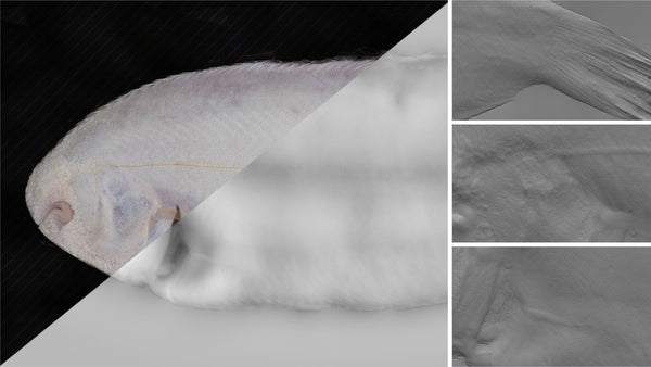 Fish sole - commercial use #03 - Texturing.xyz