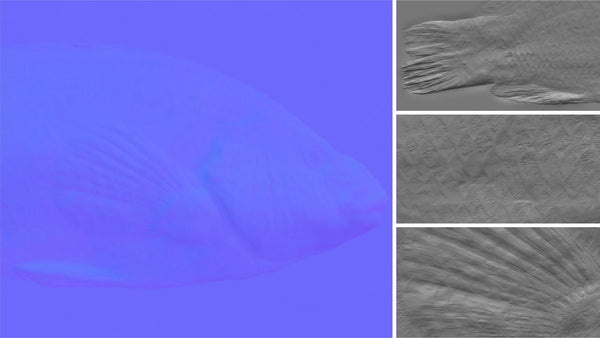 Fish vieille - commercial use #02 - Texturing.xyz