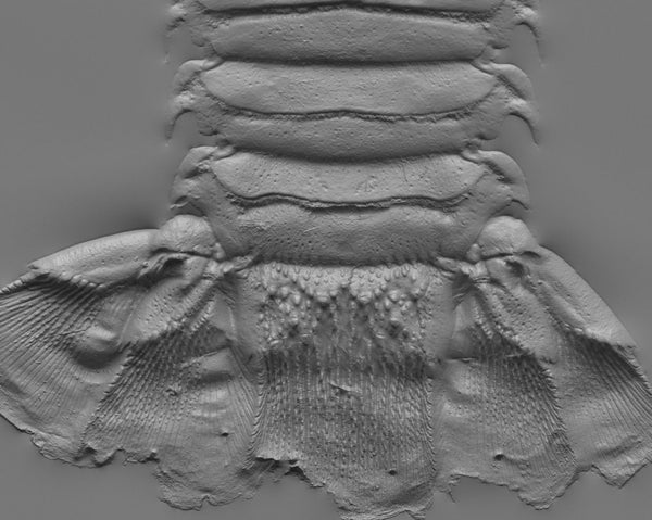 Homarus tail - commercial use #01 - Texturing.xyz