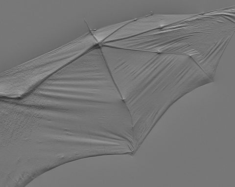 Bat - commercial use #01 - Texturing.xyz