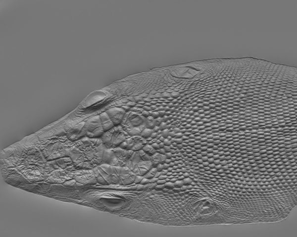 Lizard head - commercial use #01 - Texturing.xyz