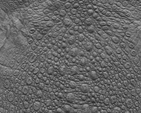 Frog - commercial use #05 - Texturing.xyz