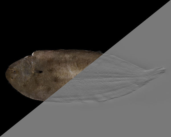 Fish sole - commercial use #04 - Texturing.xyz