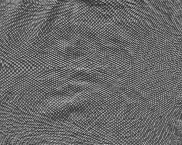 Iguana body - commercial use #02 - Texturing.xyz