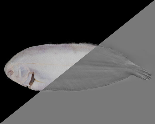Fish sole - commercial use #03 - Texturing.xyz