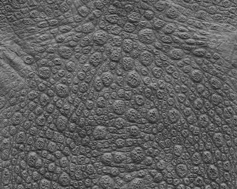 Frog - commercial use #03 - Texturing.xyz