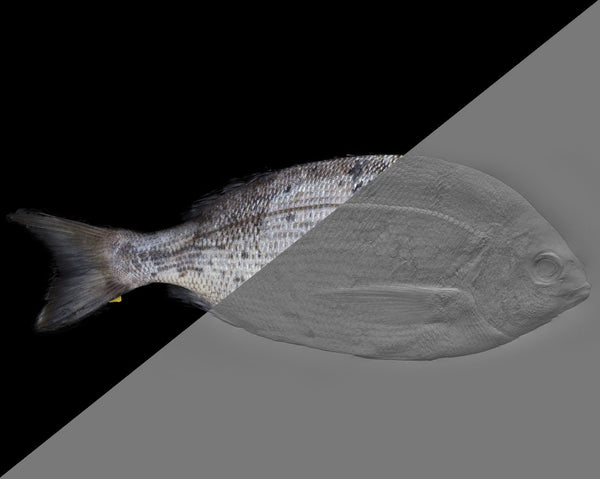 Fish bream - commercial use #01 - Texturing.xyz