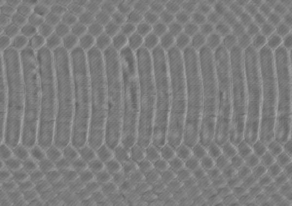 Snake bottom - commercial use #01 - Texturing.xyz